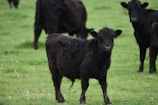 A group of black cattle grazing on a lush green field. The central focus is on one calf looking towards the camera, while the others are scattered in the background.