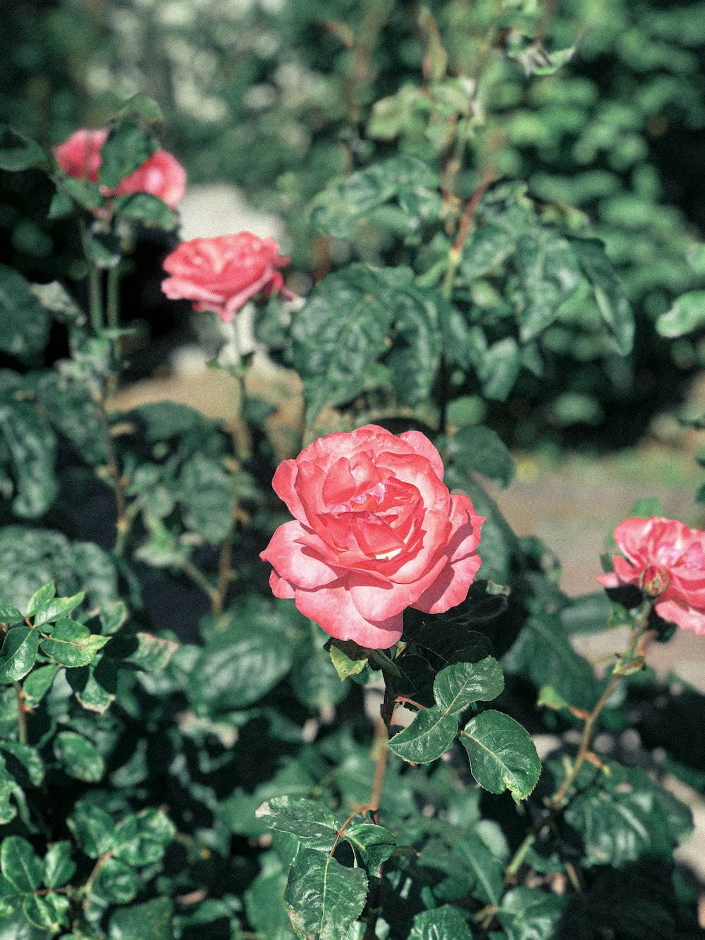 pink Floribunda roses