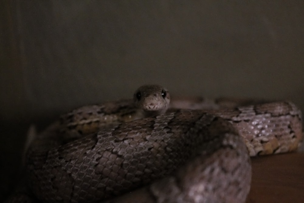 brown python snake