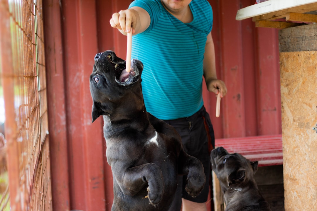 person feeding black dog