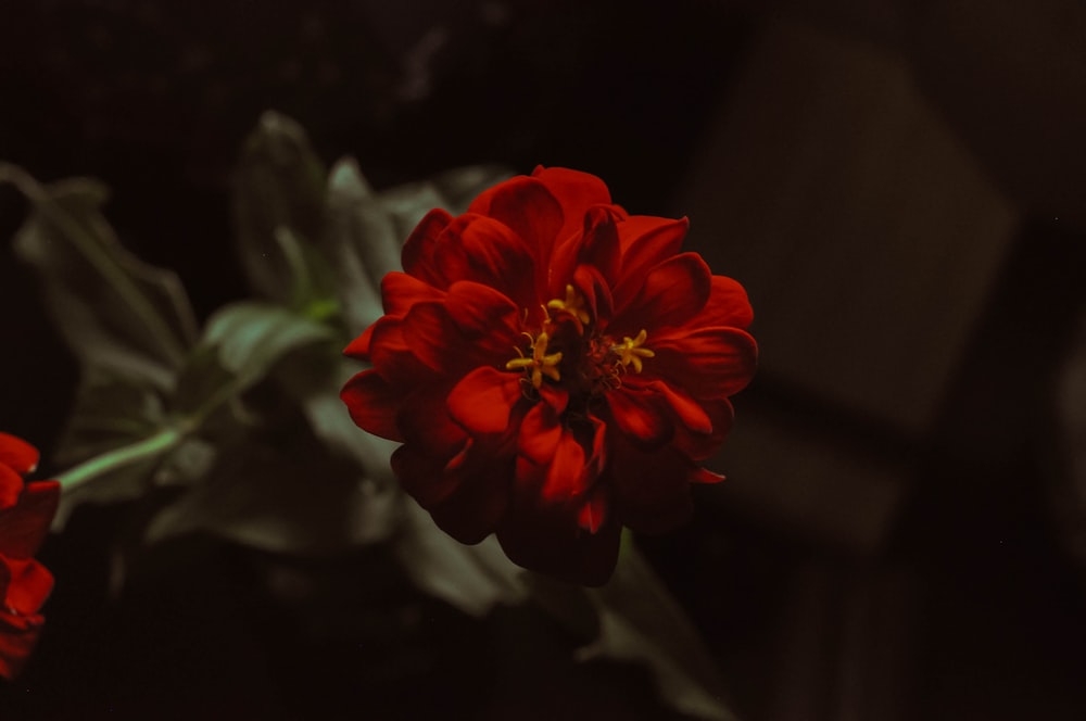 red petaled flower