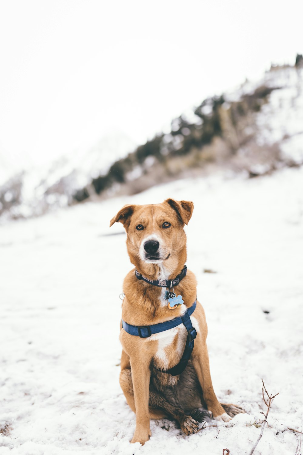 Cão marrom e branco de pelo curto no campo nevado