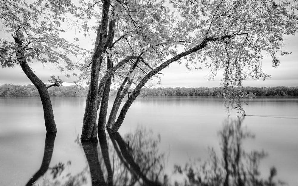 grayscale photography of tree surrounded by water