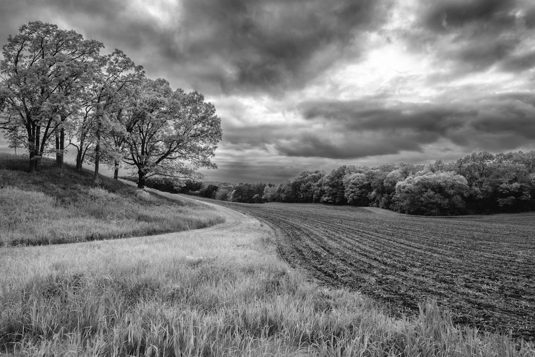 greyscale photography of tree