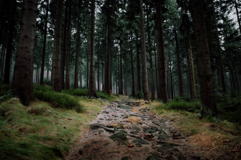 view of forest