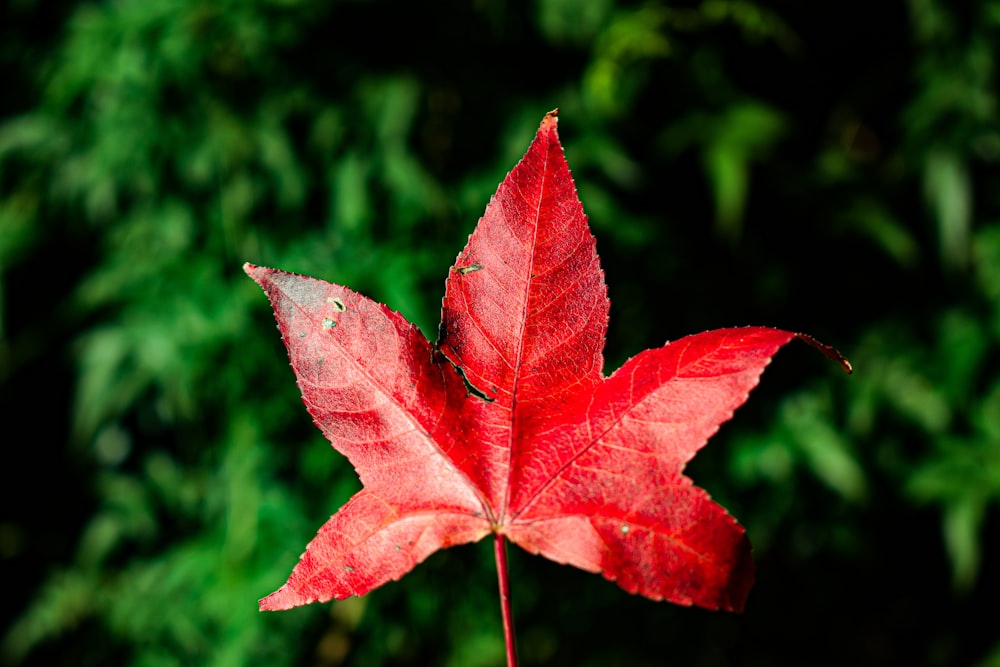 red maple leaf