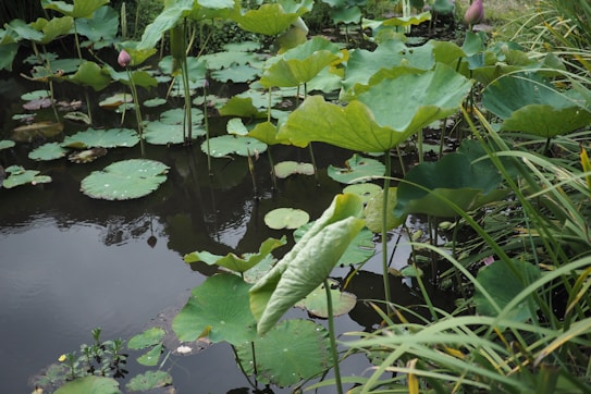 A serene pond filled with large, vibrant green lily pads and a few lotus flowers in bloom. Tall grasses and dense foliage surround the water, reflecting a tranquil natural setting.