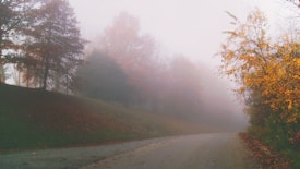 A foggy autumn scene features a winding road flanked by trees with colorful foliage. The mist creates a soft, diffused light effect and obscures the distance. Fallen leaves are scattered across the roadside, adding to the seasonal atmosphere.