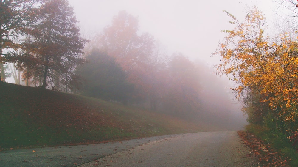 Carretera de cemento gris rodeada de árboles en tiempos de niebla