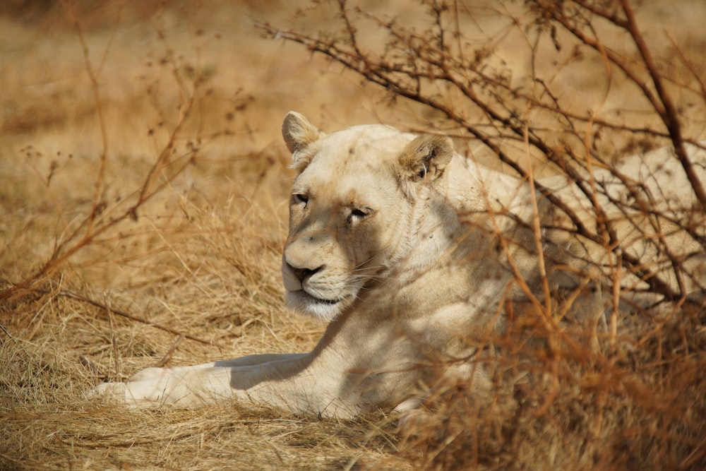 brown lioness lying on brown grass