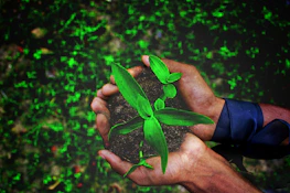 Hands gently crafting a kokedama, wrapping moss around the roots of a small plant.
