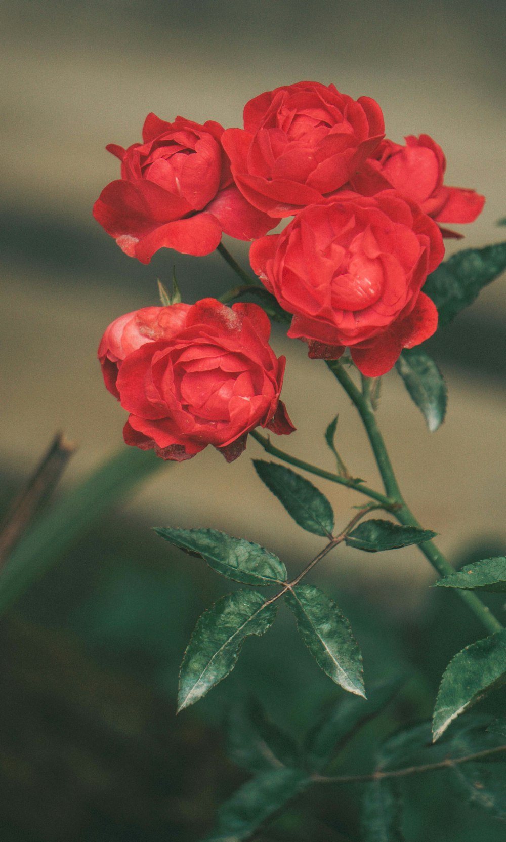 blooming red rose flowers