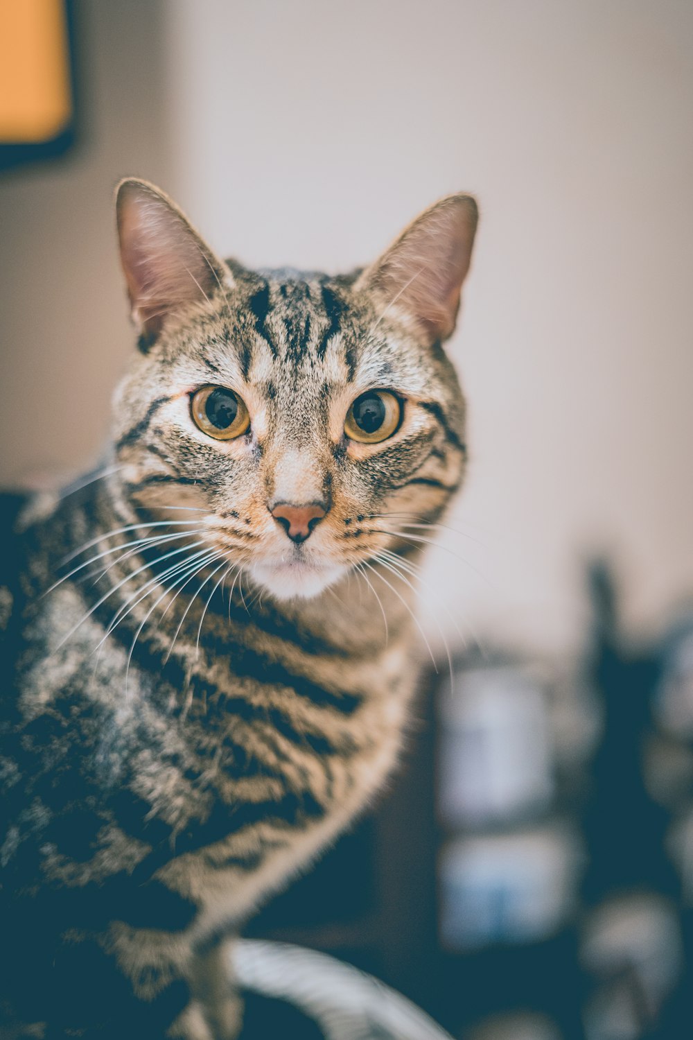close-up photography of brown tabby cat