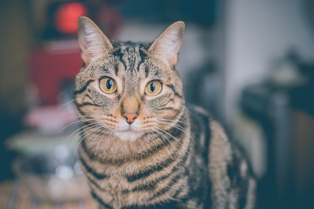 brown tabby cat photography