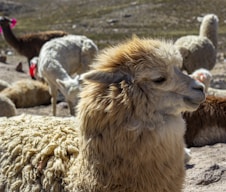A fluffy alpaca with light brown and cream wool is in the foreground, resting on rocky ground. In the background, several other alpacas are either standing or lying down, with some wearing bright pink tags on their ears. The setting appears to be an arid, open landscape.