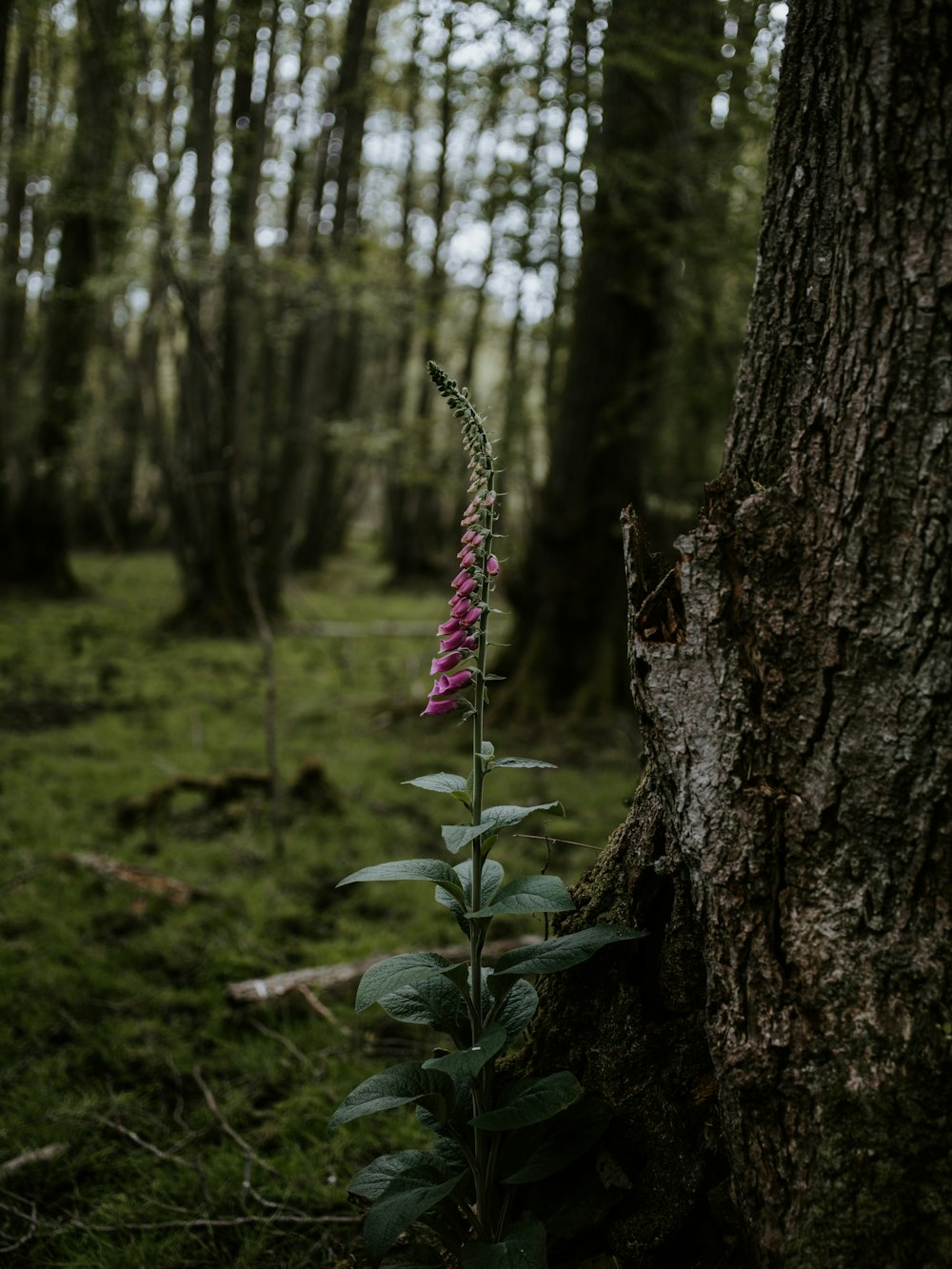 Plantas de flores rosadas en el bosque