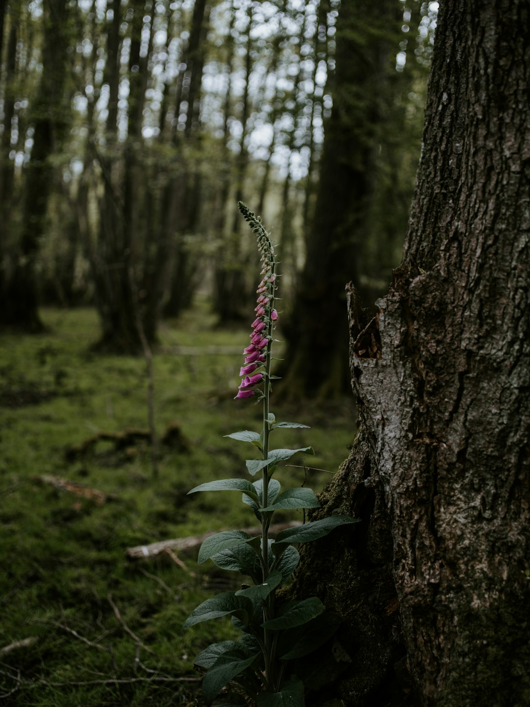 pink flowered plants in forest