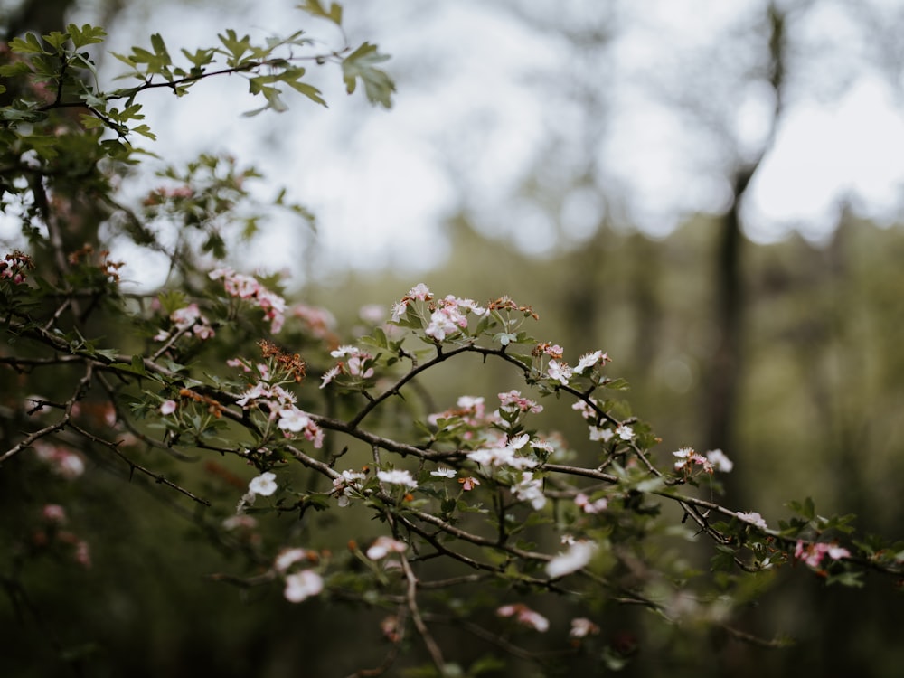 selective focus photography of tree