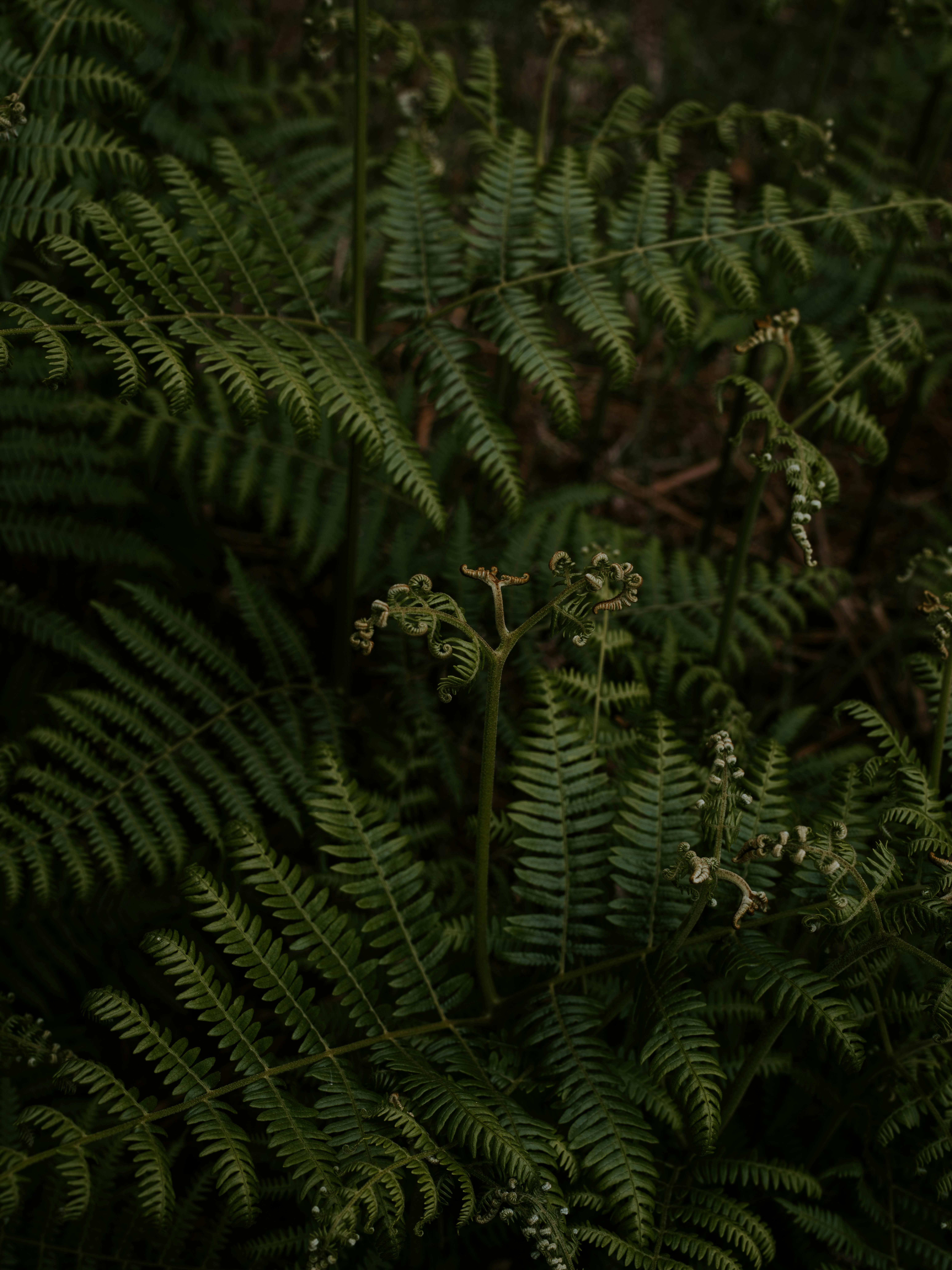 Photo by anniespratt