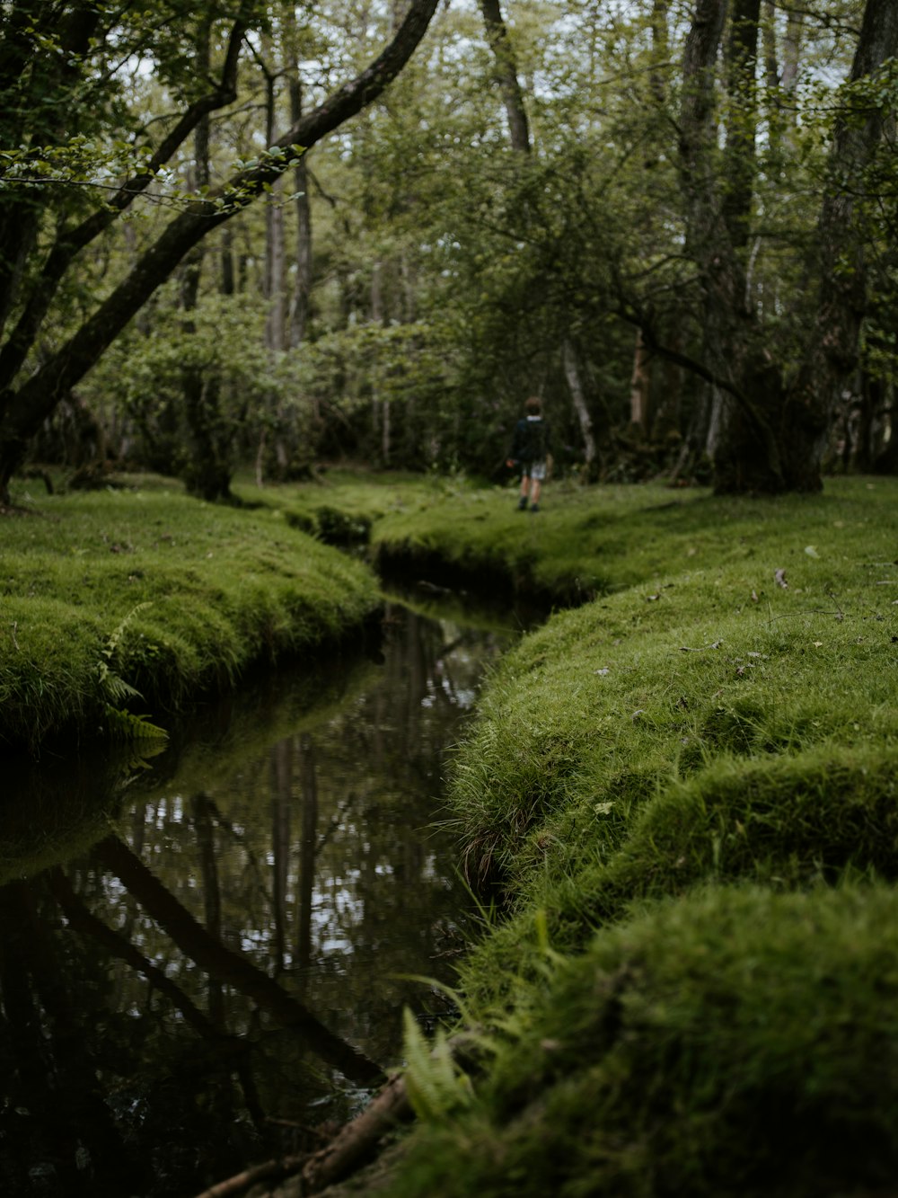 Cuerpo de agua entre hierba verde dentro del bosque