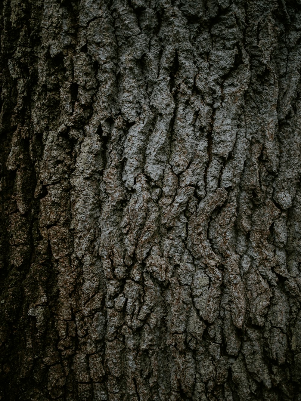 brown tree trunk