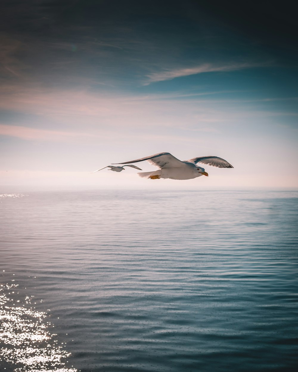 bird flying above the ocean photography