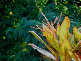 Close-up of tropical plants and flowers native to Sulawesi Tengah's forests.
