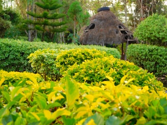 A lush, green garden features various vibrant plants and shrubs with yellow leaves. A rustic, thatched-roof hut can be seen in the background surrounded by dense greenery. The scene conveys a sense of tranquility and natural beauty.