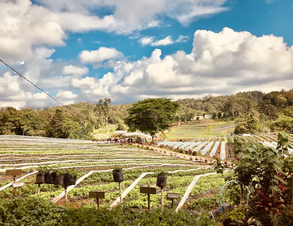 green plants under blue and white sky