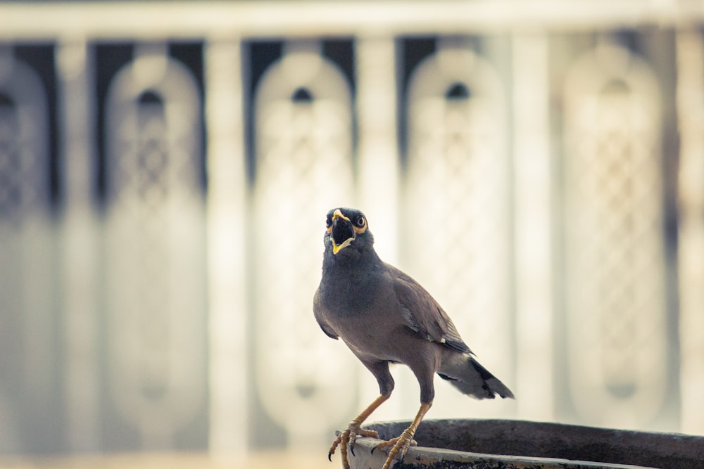 500 angry birds pictures hd