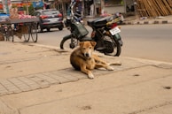A stray dog is lying on a sidewalk next to a street. A couple of motorcycles are parked nearby, and a cart filled with produce is visible. The scene is set in an urban area, with shops and buildings in the background.