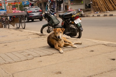 A stray dog is lying on a sidewalk next to a street. A couple of motorcycles are parked nearby, and a cart filled with produce is visible. The scene is set in an urban area, with shops and buildings in the background.