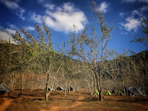 A scenic view of scouts setting up their tents at a campsite.