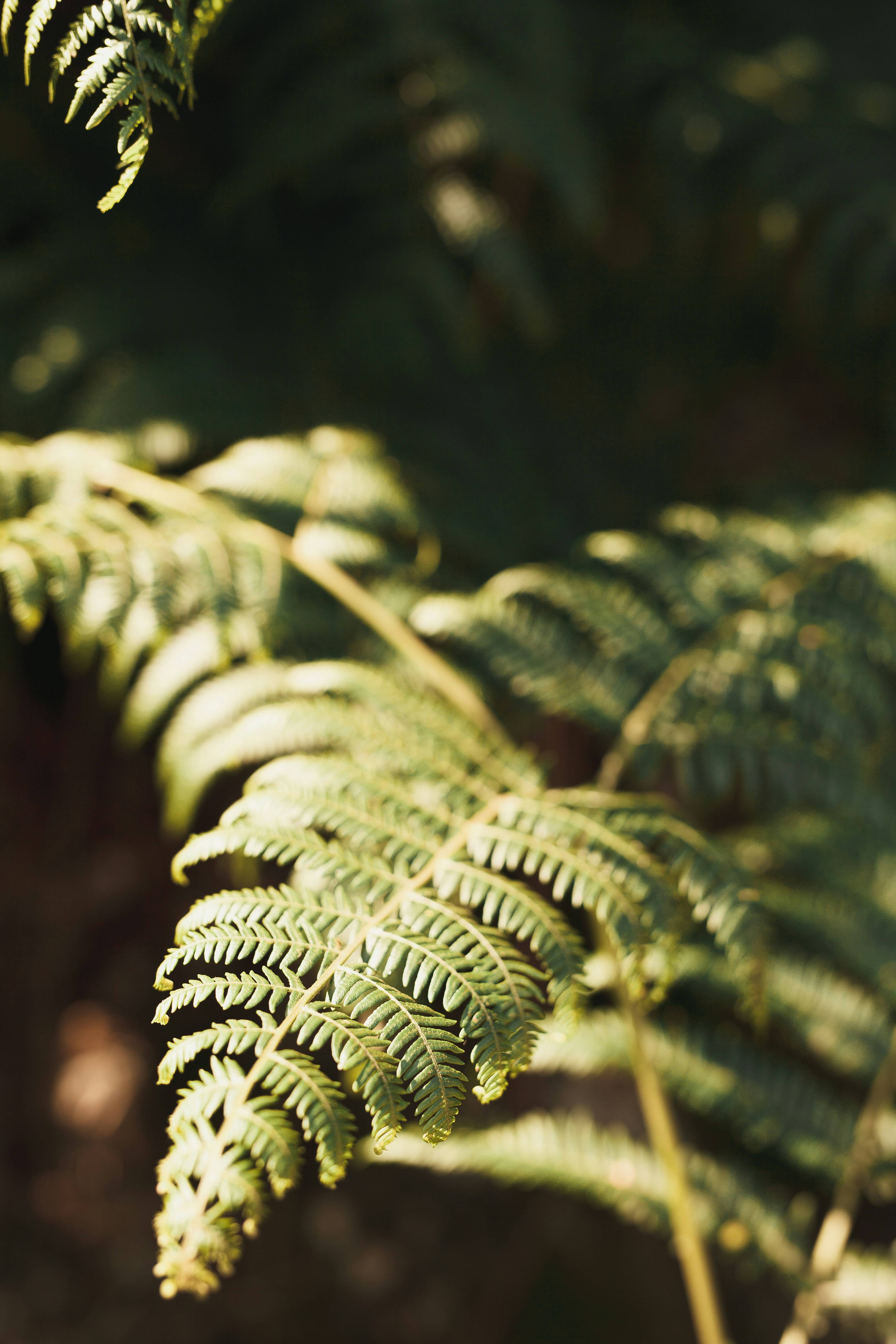 green fern plant close-up photography