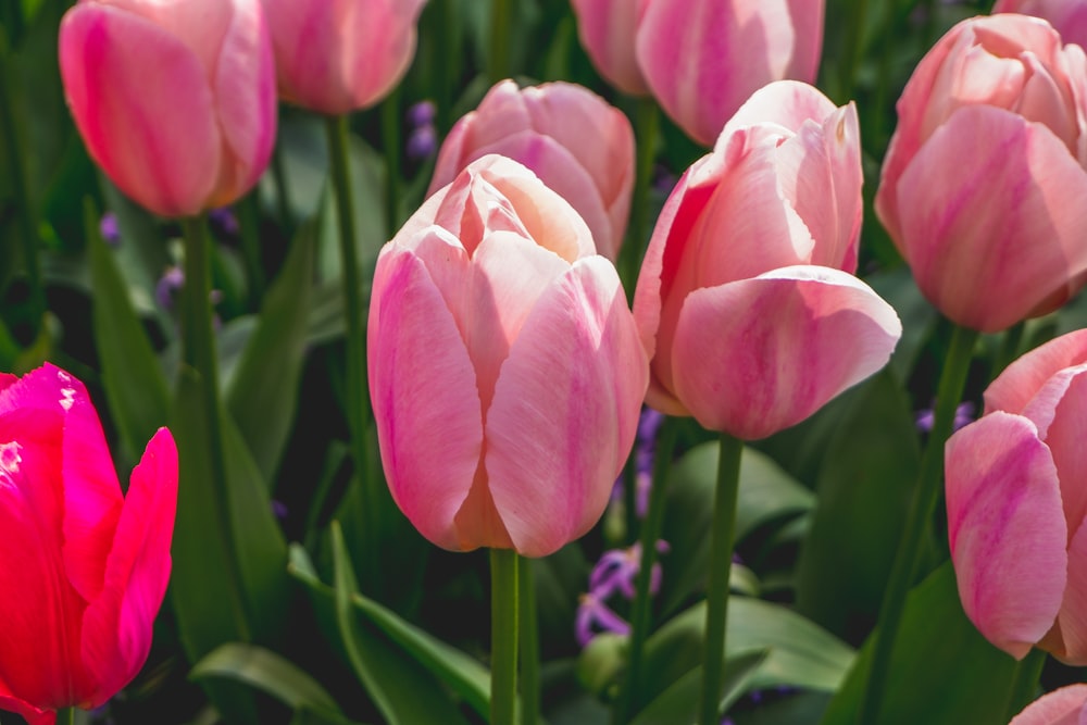 pink tulips blooming