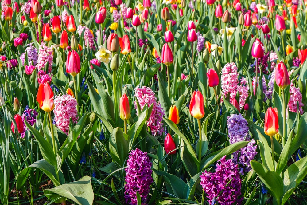bed of tulips and Hyacinth flowers