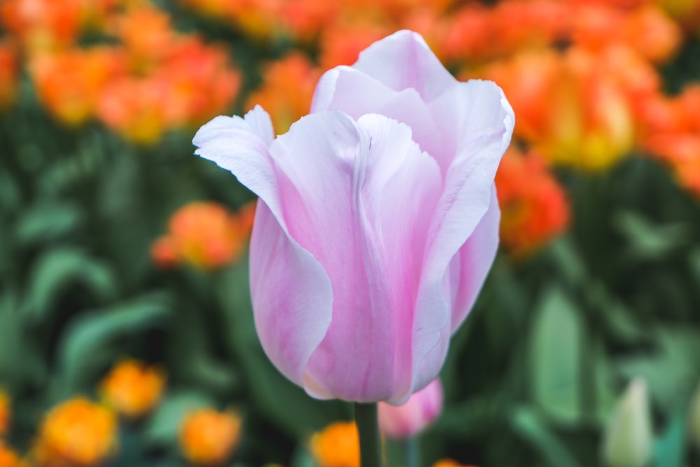 pink tulip flower in closeup photo