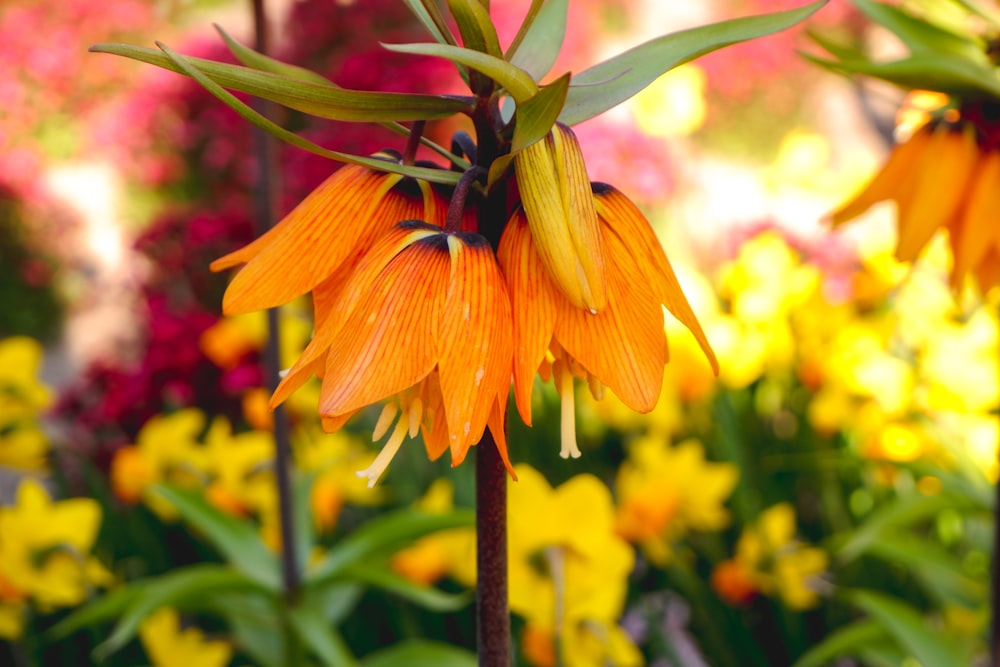 selective focus photo of yellow lily