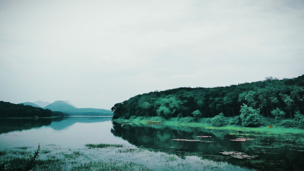 green trees in both sides of lake