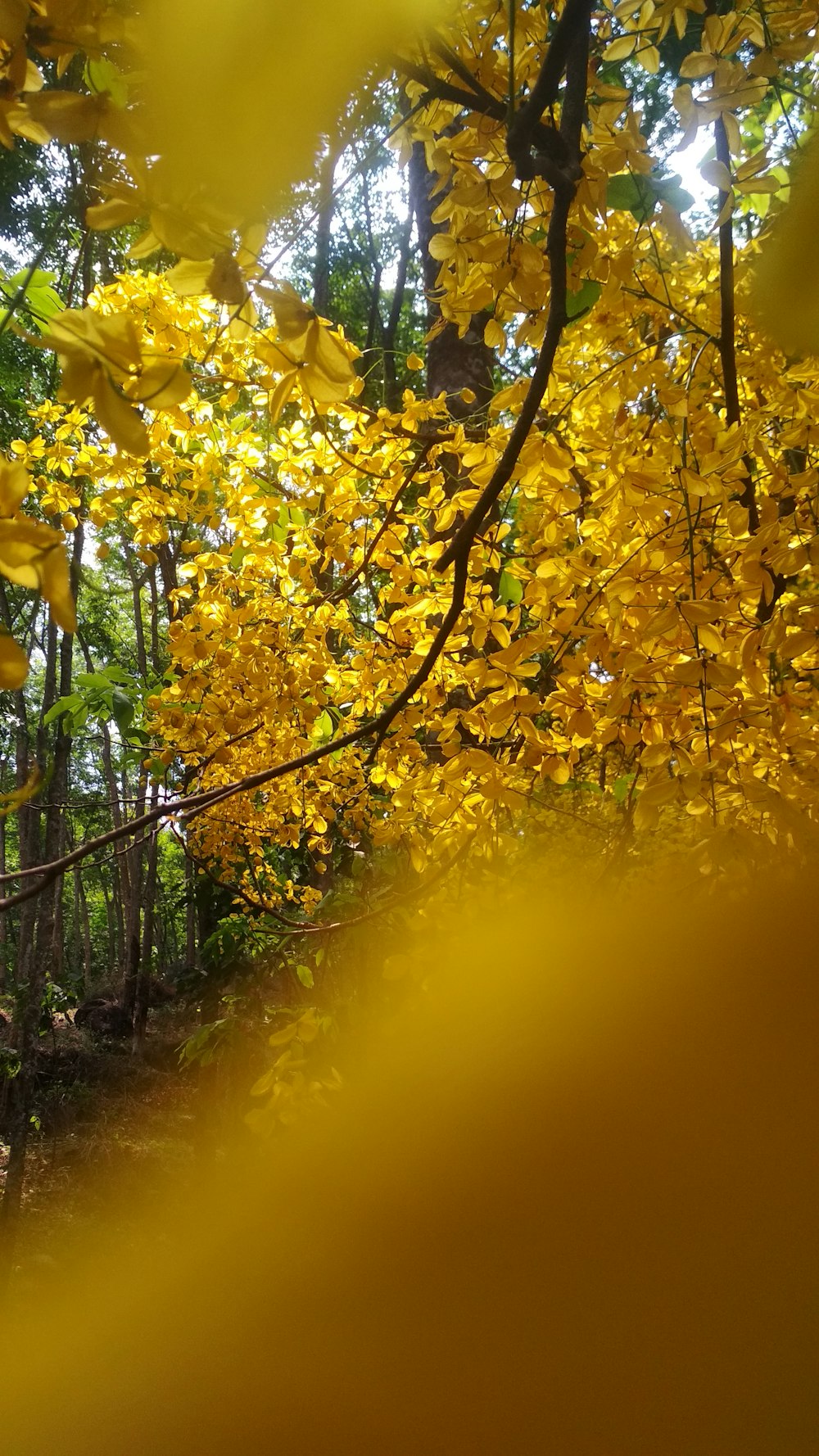 yellow leafy tree