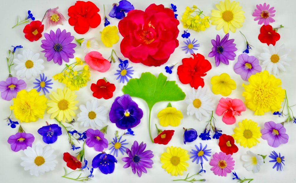 여러 가지 빛깔의 꽃 모듬