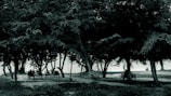 A peaceful park scene with people studying on benches.