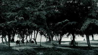 A peaceful park scene with people studying on benches.