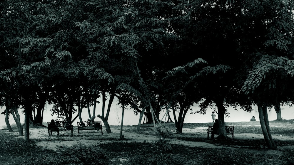 personnes assises sur des bancs sous des arbres