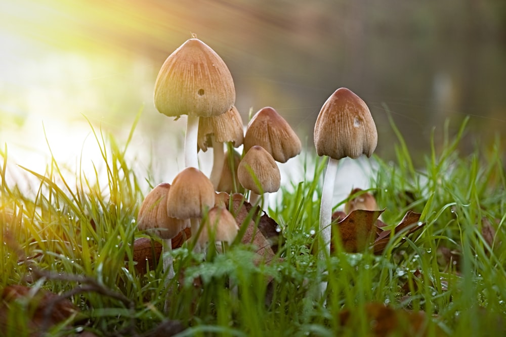 Fotografia em close-up de cogumelos castanhos e brancos