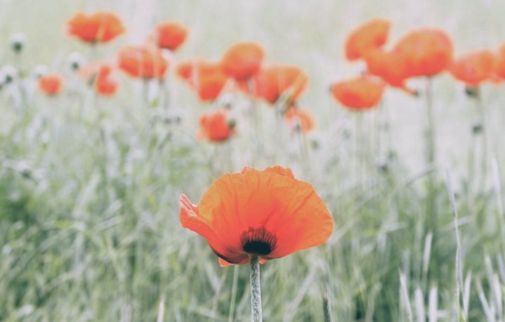 selective focus photo of California poppy