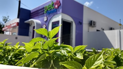 Bright green leaves in the foreground with a focus on a modern building in the background, featuring purple and white colors. The building has signage indicating it is a place related to pets.