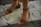 A pair of feet wearing brown leather open-toe sandals with ankle straps and block heels, standing on a stone pavement that has partial letters inscribed on it. There is some grass growing between the stones.