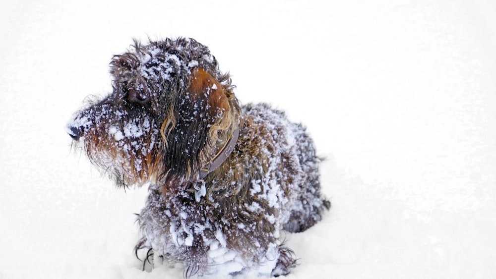 perro marrón de pelo largo de tamaño pequeño