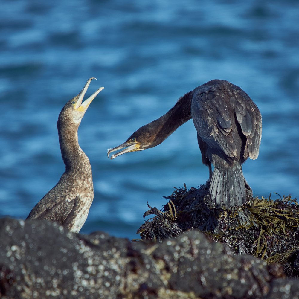 two black and grey birds feeding